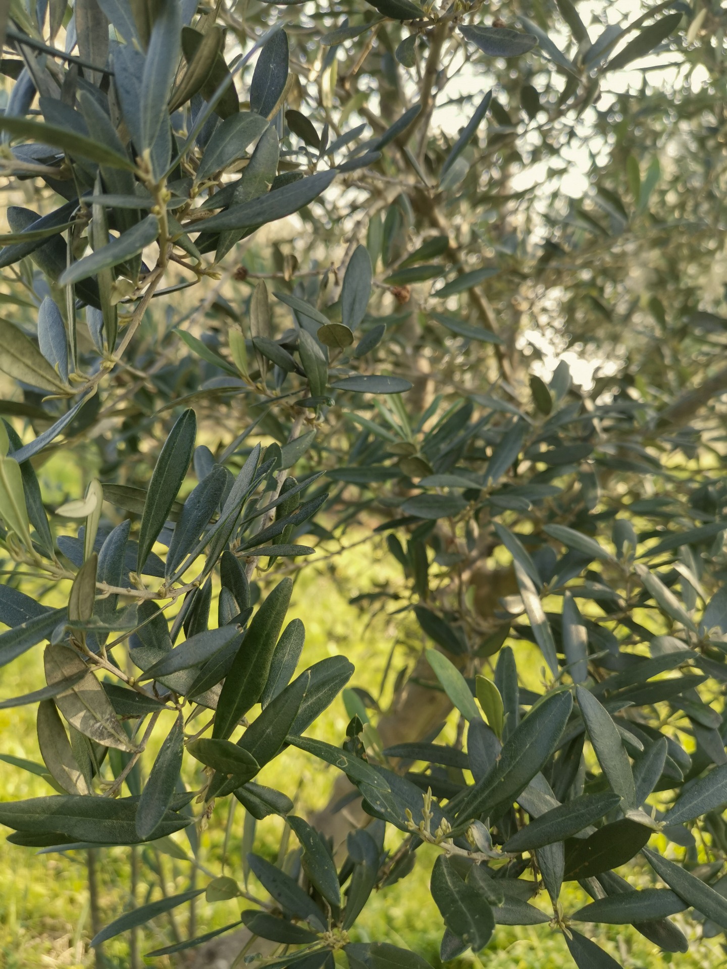   I nostri alberi d'ulivo vengono coltivati nelle colline della Calabria ad un'altitudine di 564m s.l.m, con amore, cura e rispetto per la tradizione. Presentano un aspetto vigoroso, rendendo onore alla loro natura, tra tronchi antichissimi e nuove piante. Curati con amore e tecniche all'avangiardia per garantire una produzione che punta sempre alla qualità.   